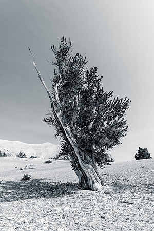 White Mountains-Bristlecones291