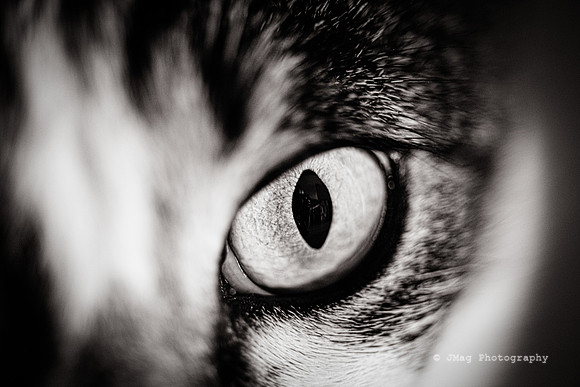 September 7, 2013  Cat Eye
