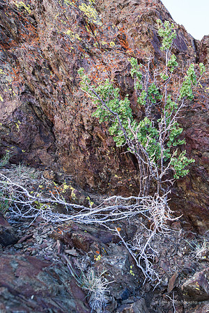 White Mountains-Bristlecones153