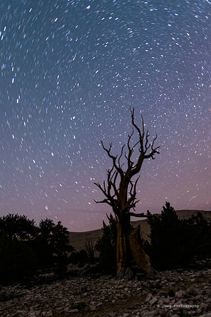 White Mountains-Bristlecones128