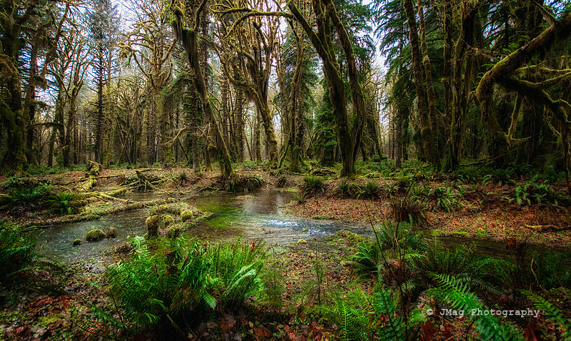 Quilnaut Rainforrest-4