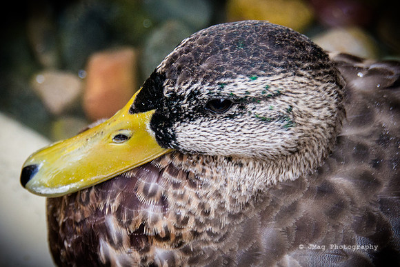 September 14, 2013 - Duck_
