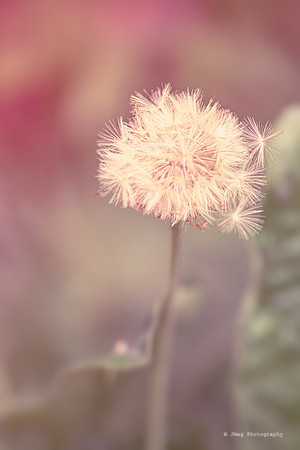 _JMG8826-Edit