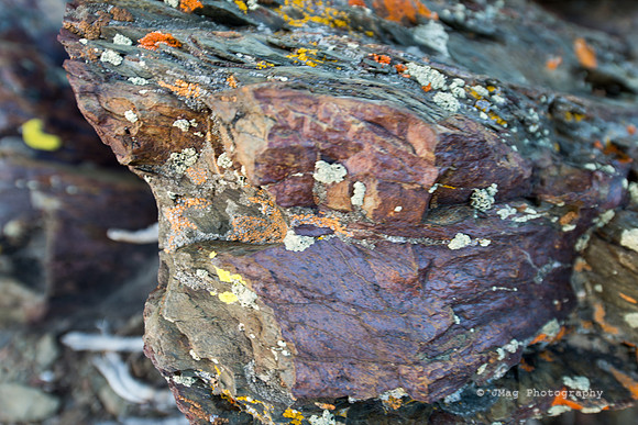White Mountains-Bristlecones136
