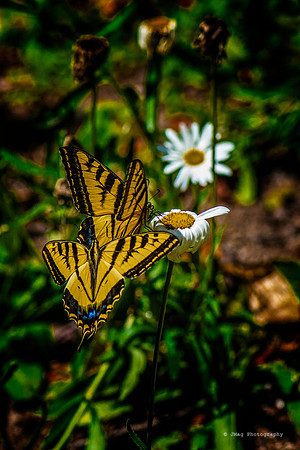 September 12, 2013 - Butterflies