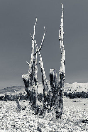 White Mountains-Bristlecones270-2