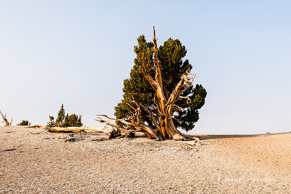 White Mountains-Bristlecones499