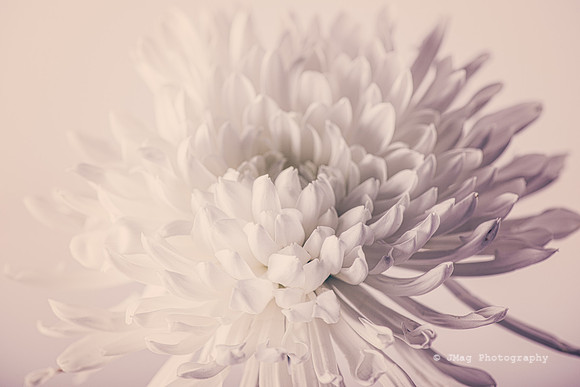 September 6, 2013 - Vintage Flower