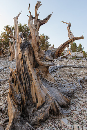 White Mountains-Bristlecones446