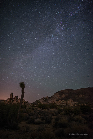 Joshua Tree