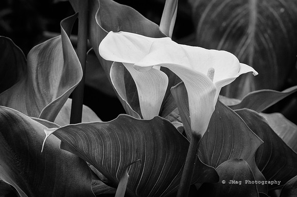 _JMG1988-Edit-Edit