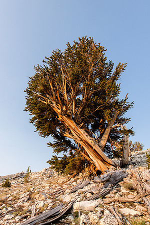 White Mountains-Bristlecones455
