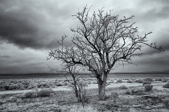 A Tree in Manzanar