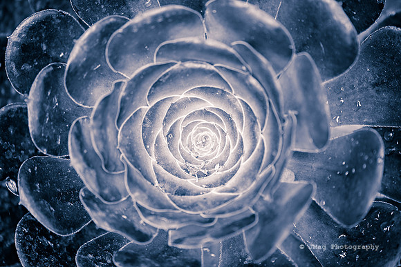 The portal