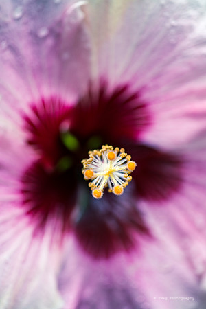 _JMG8935