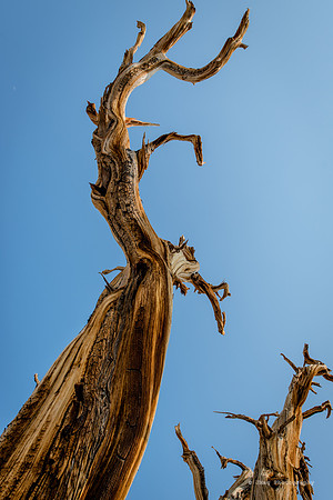 White Mountains-Bristlecones218