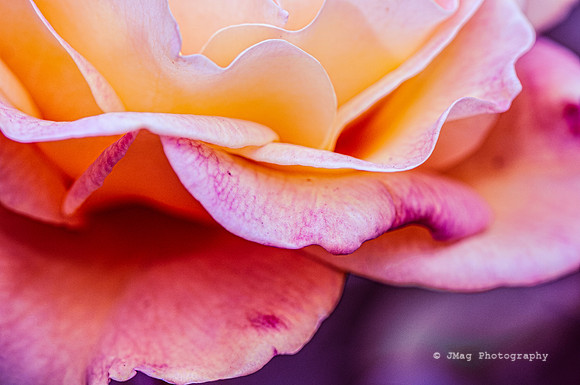 September 28, 2013 - Flower