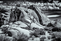 Joshua Tree