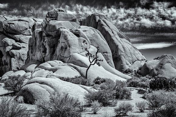 Joshua Tree