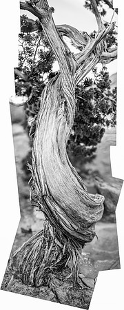 _JMG2990-Edit