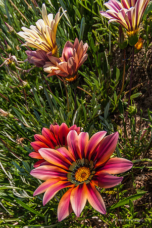 March 2, 2013 - Wilde Blumen