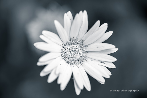 _JMG8806