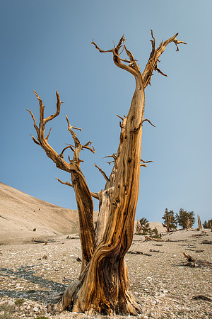 White Mountains-Bristlecones219