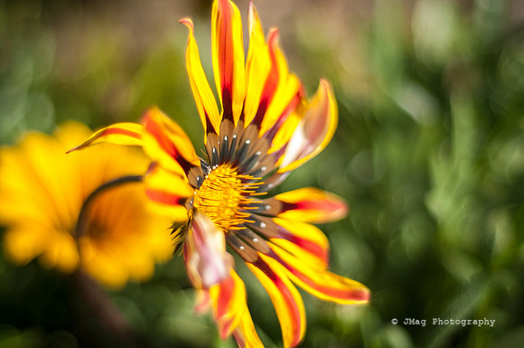 March 1, 2013 - Wild Flower