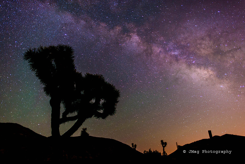 Joshua Tree