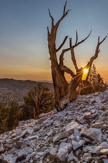 White Mountains-Bristlecones438-Edit-2