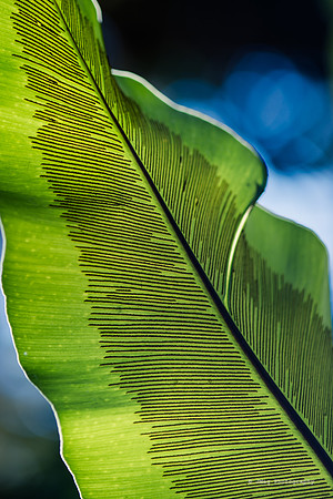 September 11, 2013 - Backlit leave