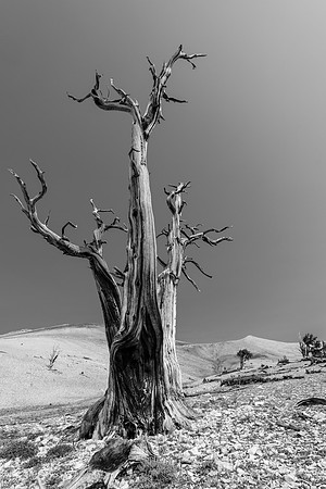June 29, 2013 - White Mountains-Bristlecones221-2