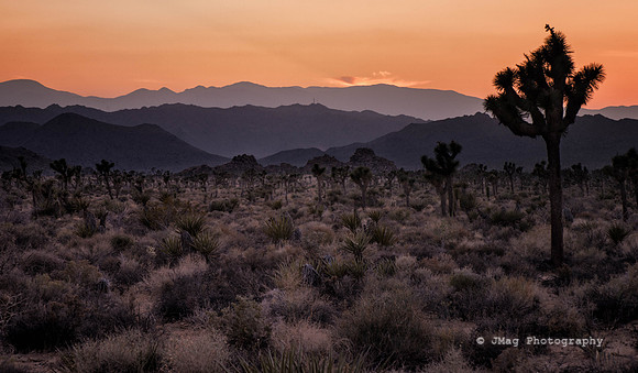 Joshua Tree