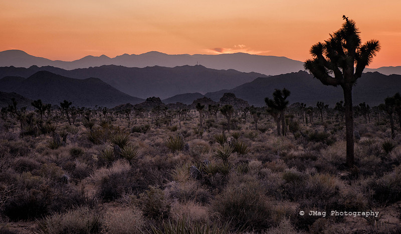 Joshua Tree