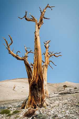 June 29, 2013 - White Mountains-Bristlecones221