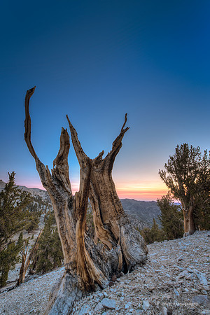 White Mountains-Bristlecones320