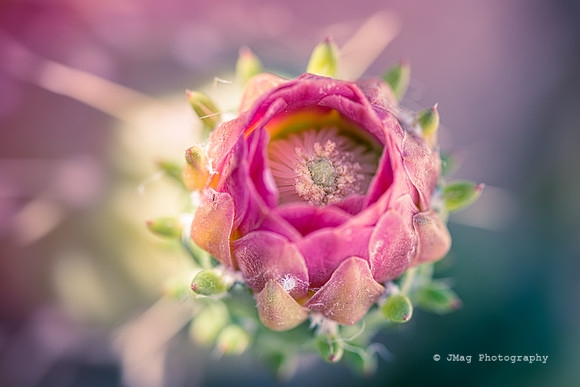 _JMG6265-Edit
