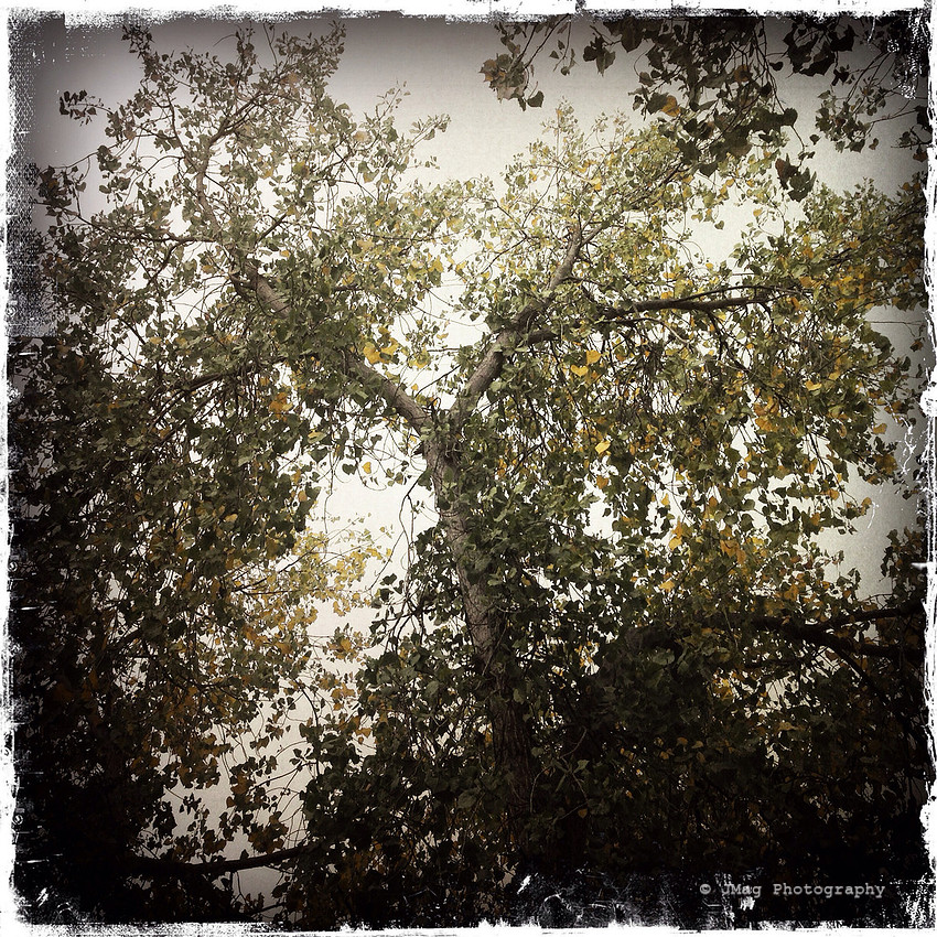 October 21, 2013 - Branch Out
