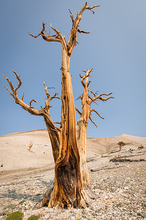 White Mountains-Bristlecones222