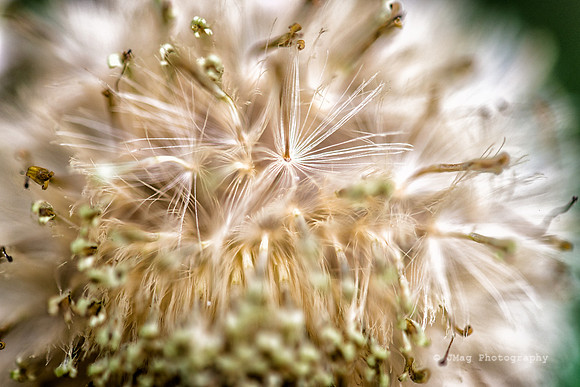_JMG8832-Edit
