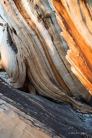 White Mountains-Bristlecones458