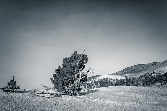 White Mountains-Bristlecones495-Edit