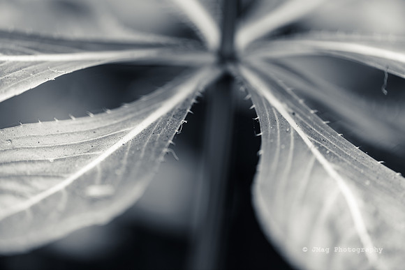 September 2, 2013 - Leves_