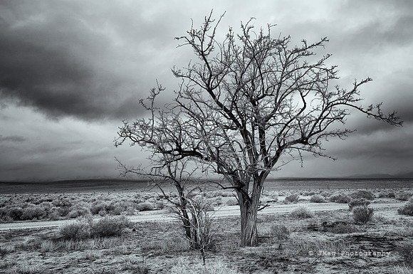 A Tree in Manzanar