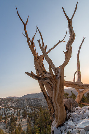 White Mountains-Bristlecones439