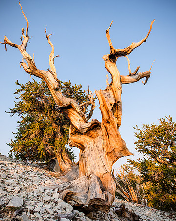 White Mountains-Bristlecones447