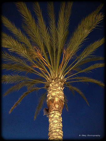 December 13, 2013 - Palm Tree