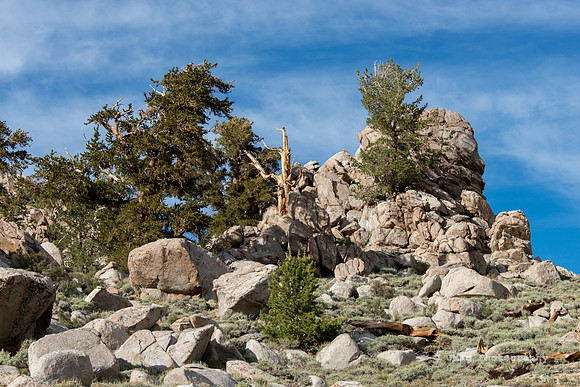 White Mountains-Bristlecones76