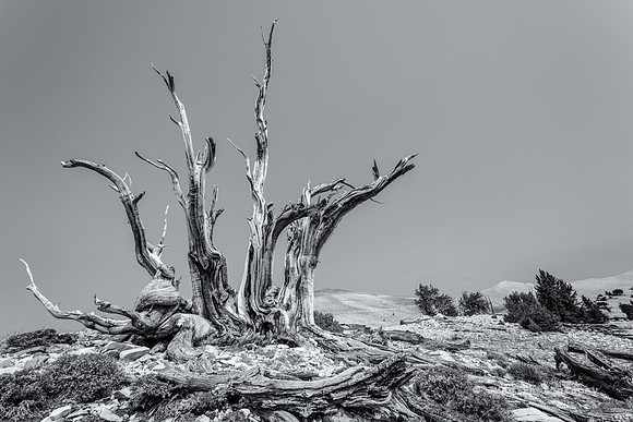 White Mountains-Bristlecones200