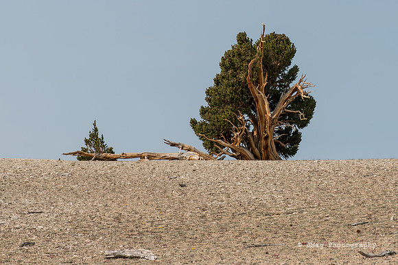 White Mountains-Bristlecones236